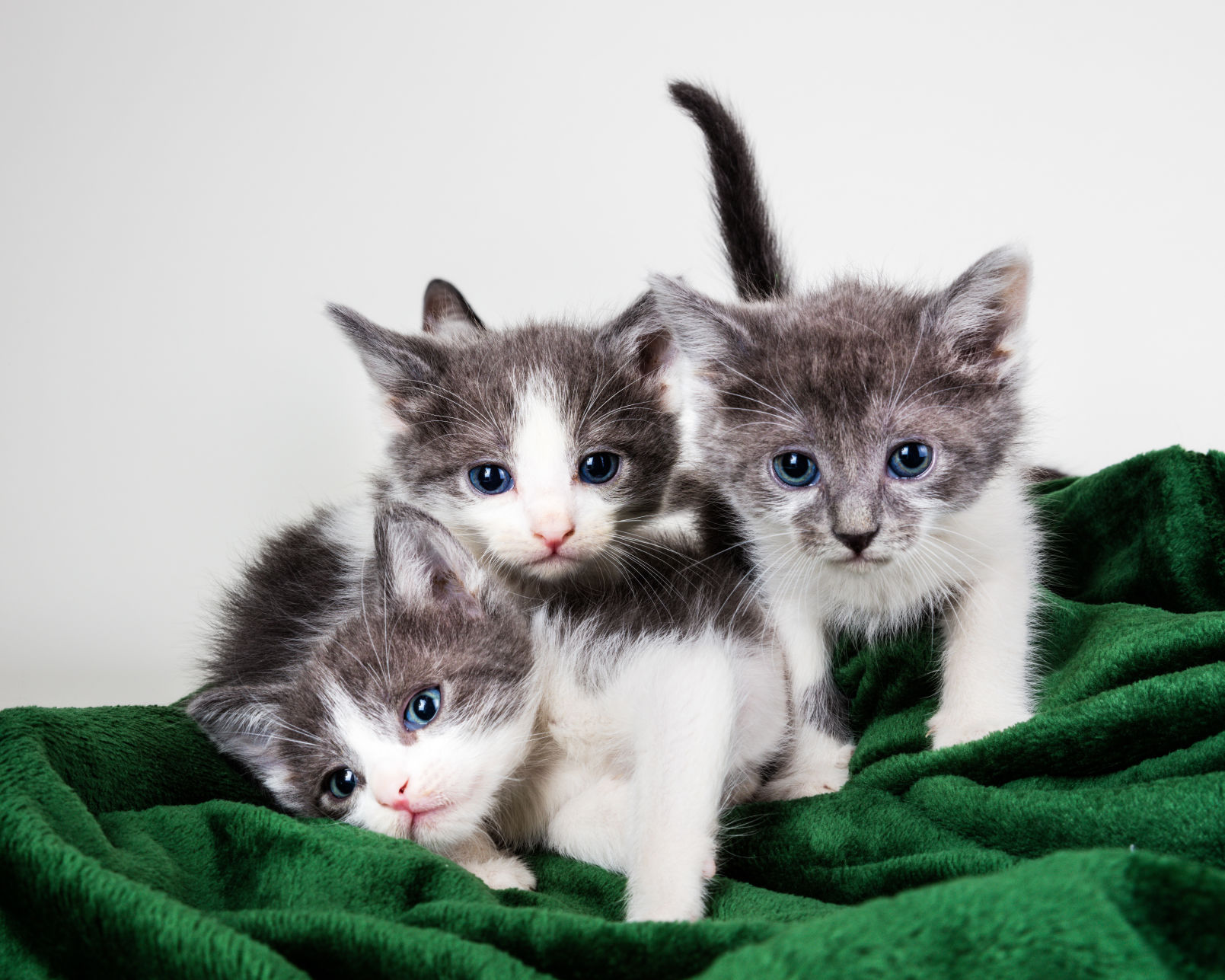 kittens